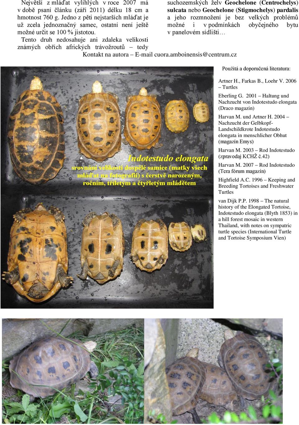 Tento druh nedosahuje ani zdaleka velikosti známých obřích afrických trávožroutů tedy suchozemských želv Geochelone (Centrochelys) sulcata nebo Geochelone (Stigmochelys) pardalis a jeho rozmnožení je