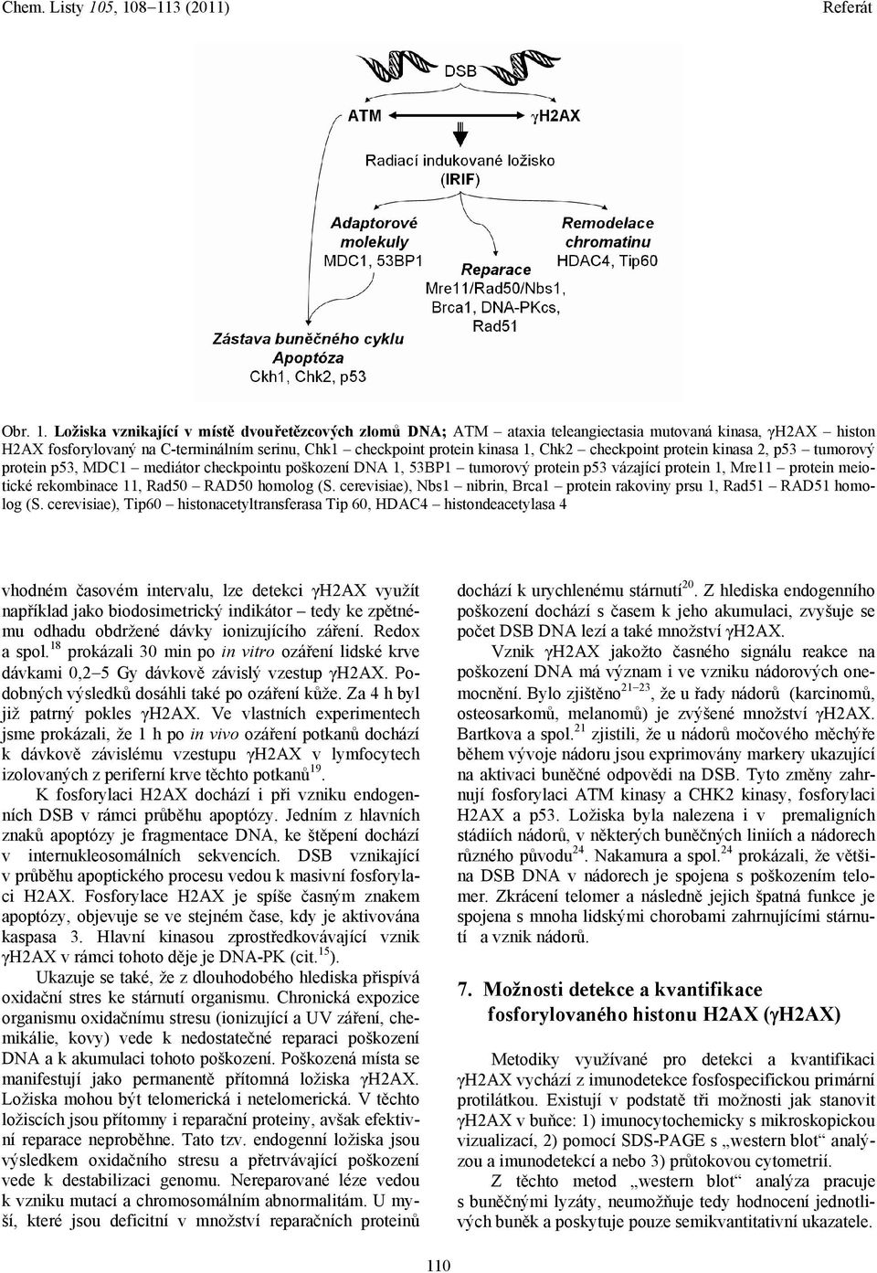 checkpoint protein kinasa 2, p53 tumorový protein p53, MDC1 mediátor checkpointu poškození DNA 1, 53BP1 tumorový protein p53 vázající protein 1, Mre11 protein meiotické rekombinace 11, Rad50 RAD50