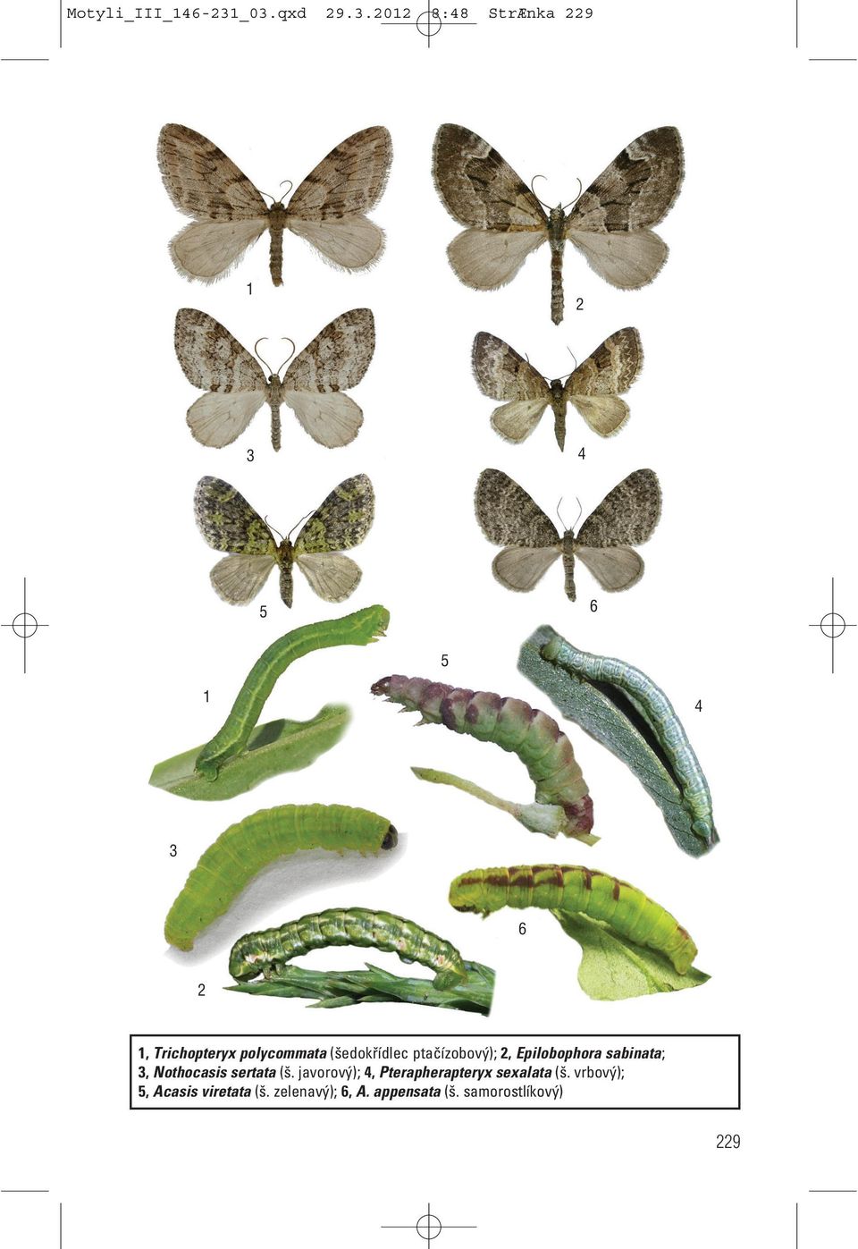 (šedokřídlec ptačízobový);, Epilobophora sabinata; 3, Nothocasis