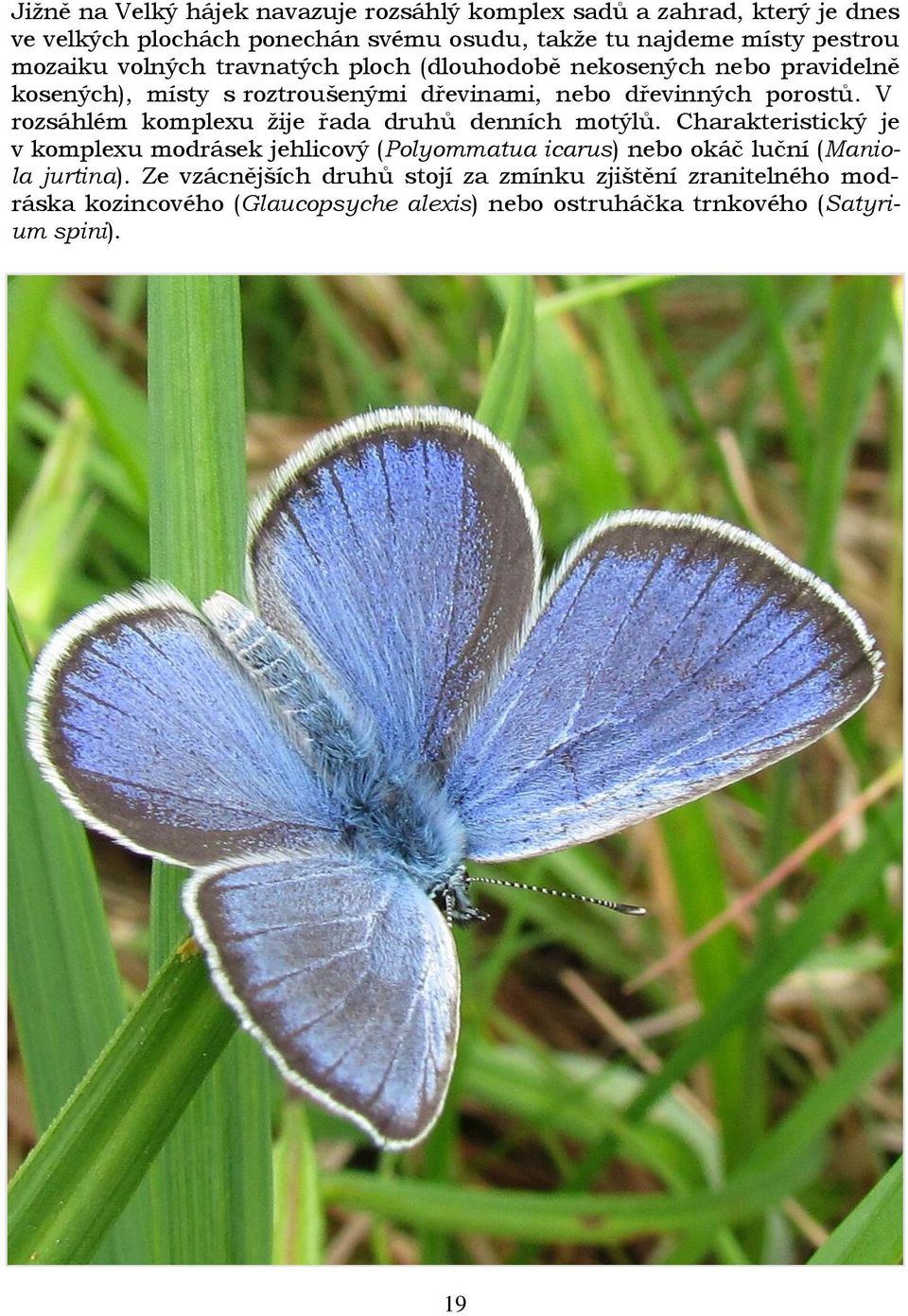 V rozsáhlém komplexu ţije řada druhů denních motýlů.
