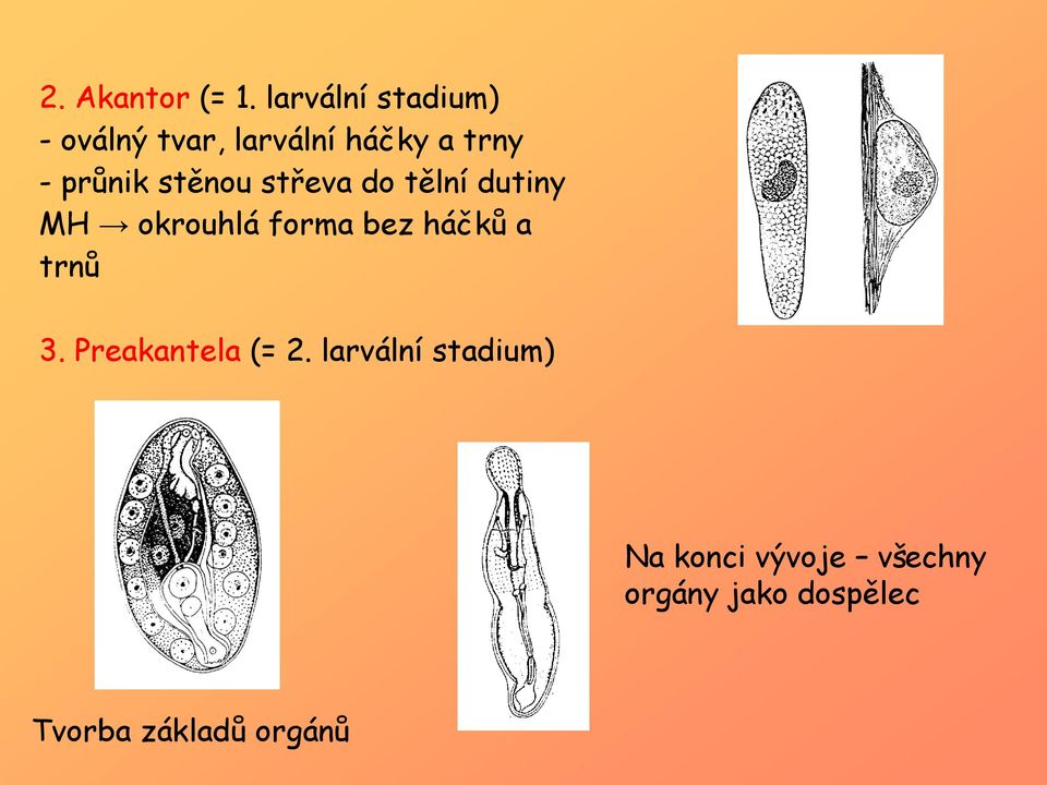 průnik stěnou střeva do tělní dutiny MH okrouhlá forma bez