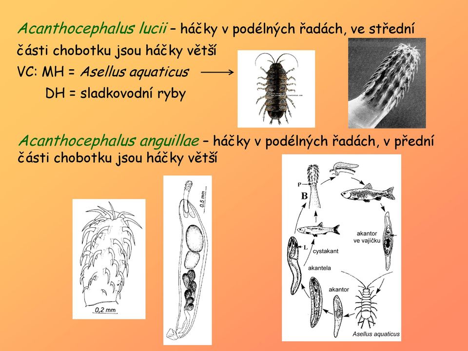 aquaticus DH = sladkovodní ryby Acanthocephalus anguillae