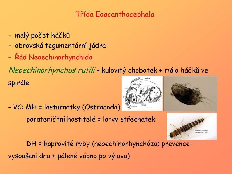 spirále - VC: MH = lasturnatky (Ostracoda) parateničtní hostitelé = larvy