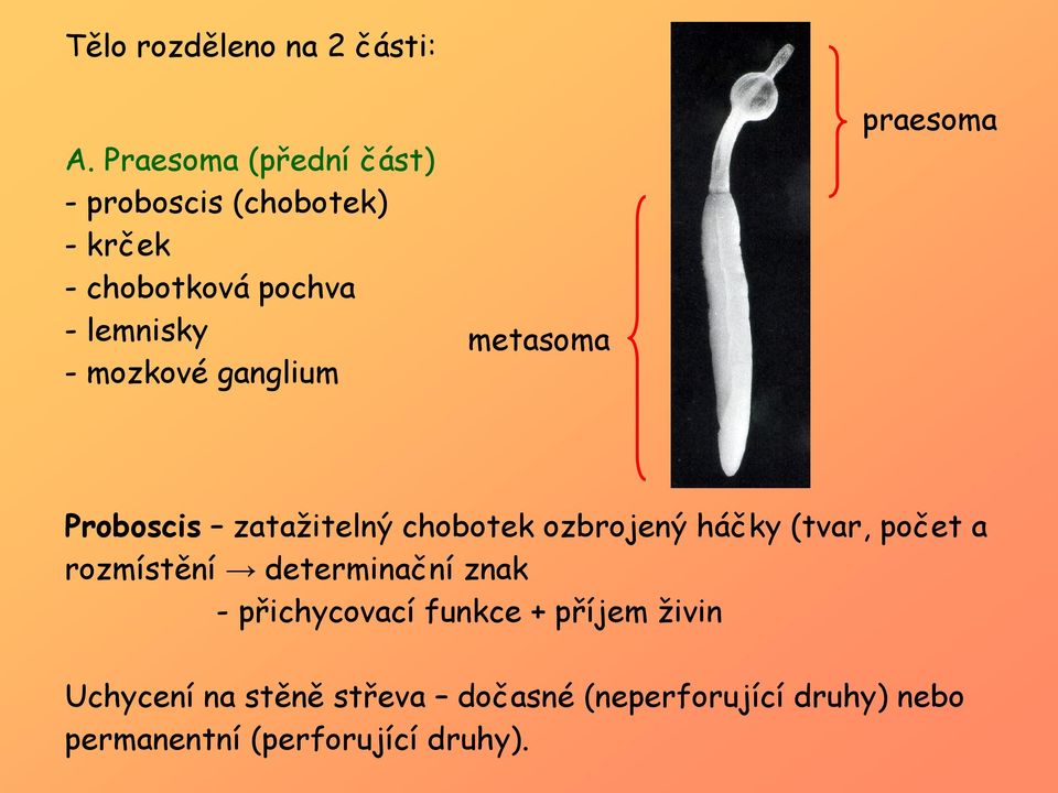 mozkové ganglium metasoma praesoma Proboscis zatažitelný chobotek ozbrojený háčky (tvar,