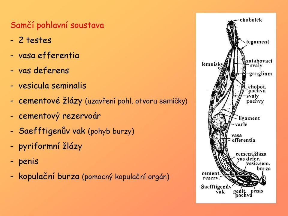 otvoru samičky) - cementový rezervoár - Saefftigenův vak (pohyb