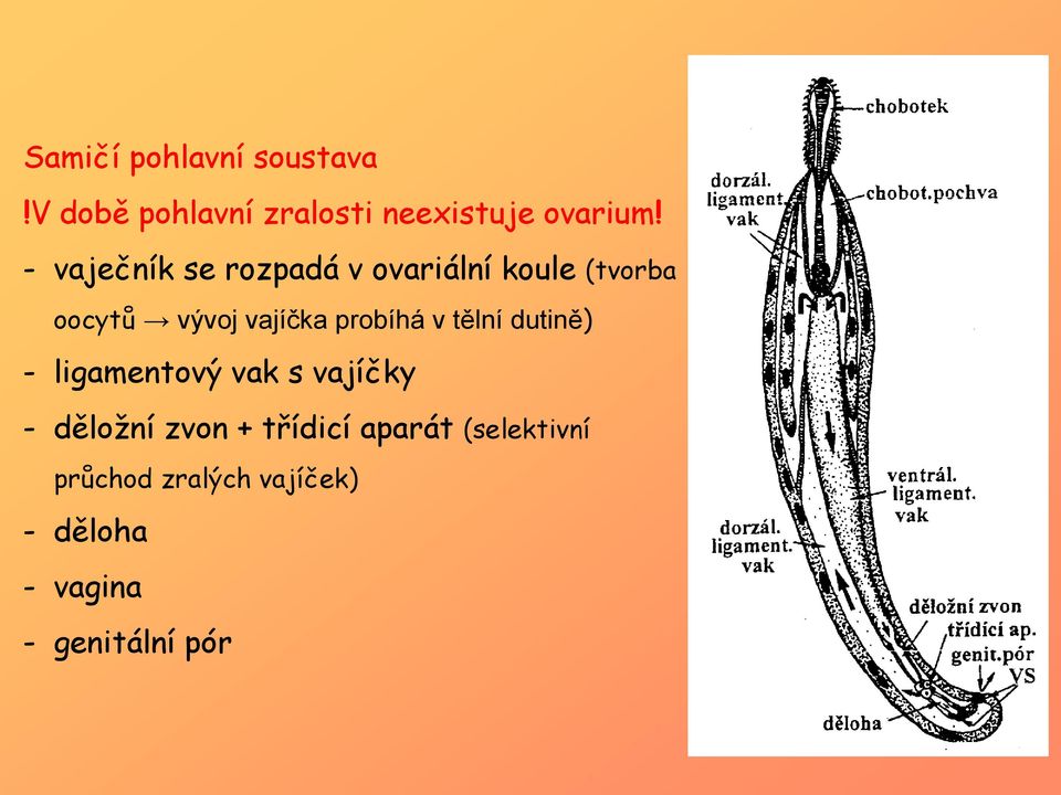 probíhá v tělní dutině) - ligamentový vak s vajíčky - děložní zvon +