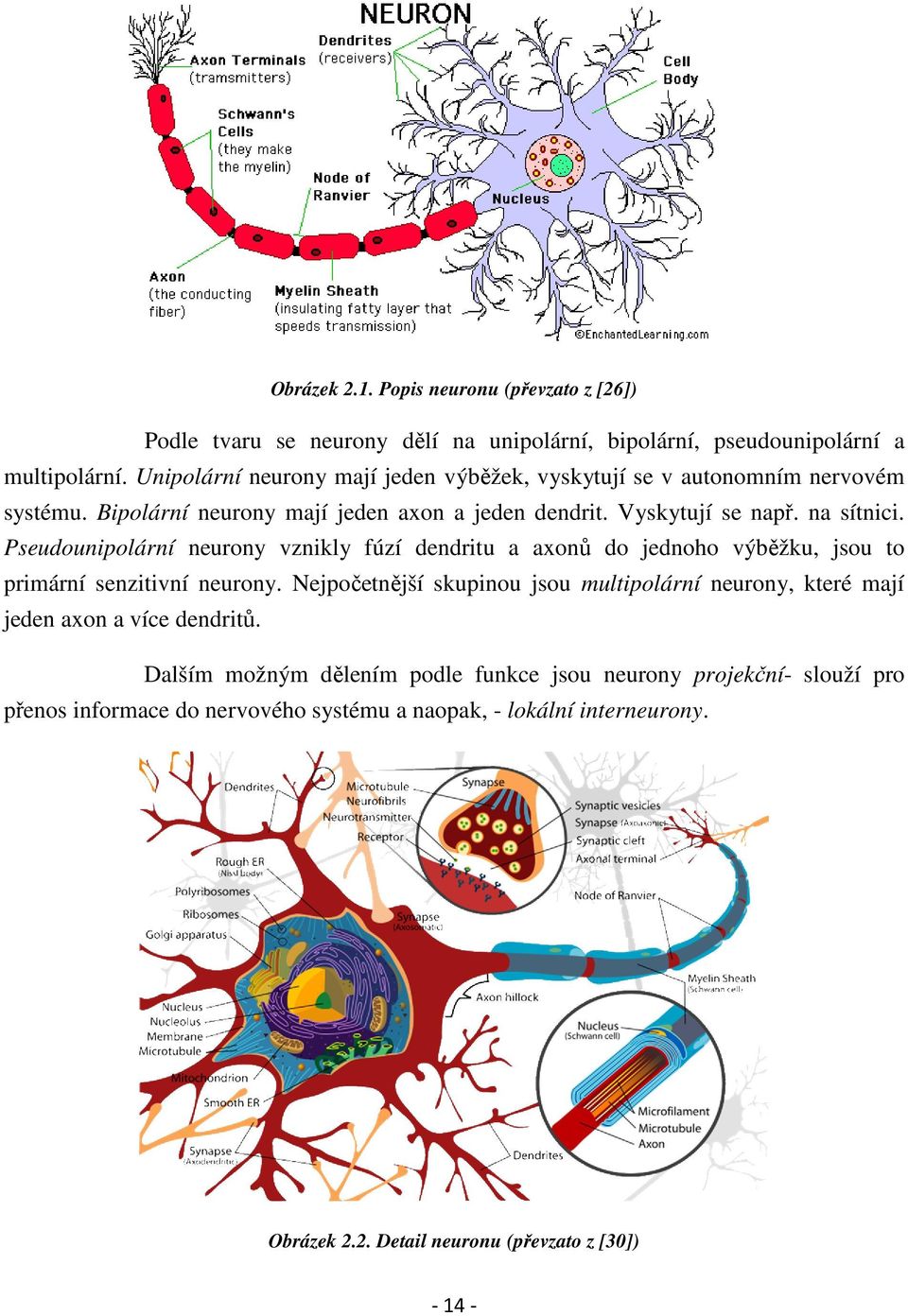 Pseudounipolární neurony vznikly fúzí dendritu a axonů do jednoho výběžku, jsou to primární senzitivní neurony.