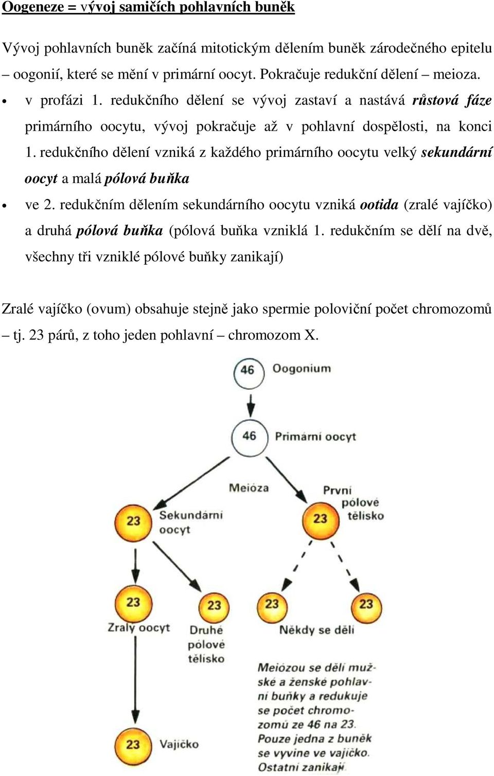 redukčního dělení vzniká z každého primárního oocytu velký sekundární oocyt a malá pólová buňka ve 2.