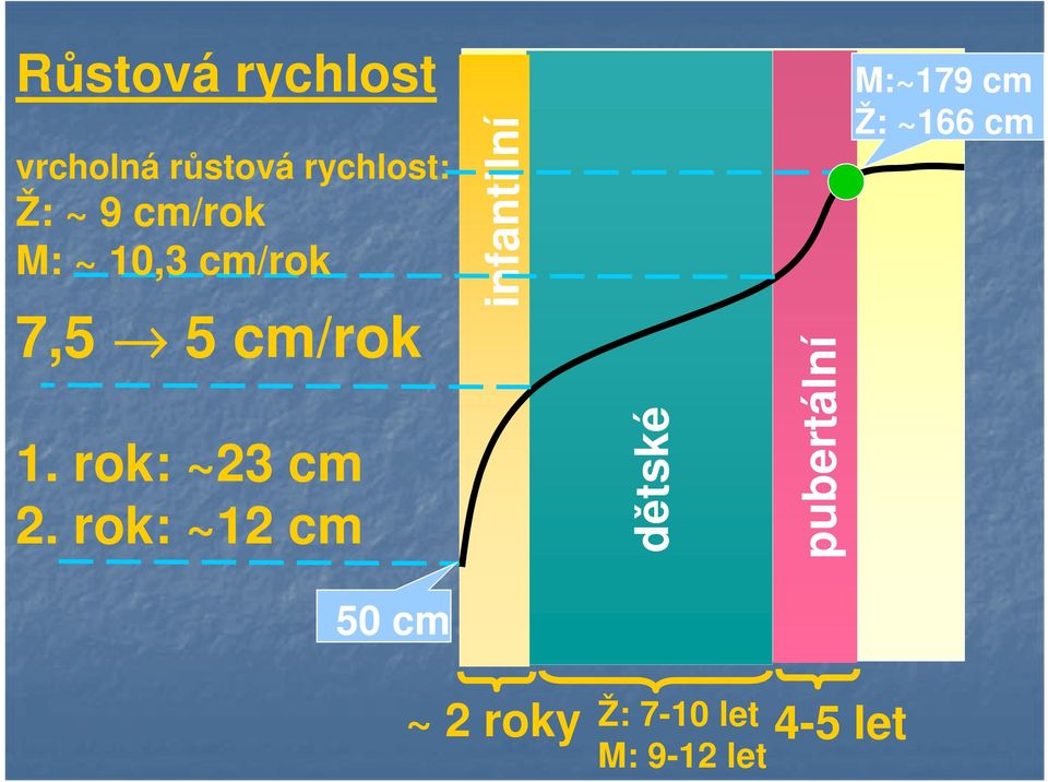 rok: ~12 cm infantilní dětské pubertální M:~179 cm Ž: