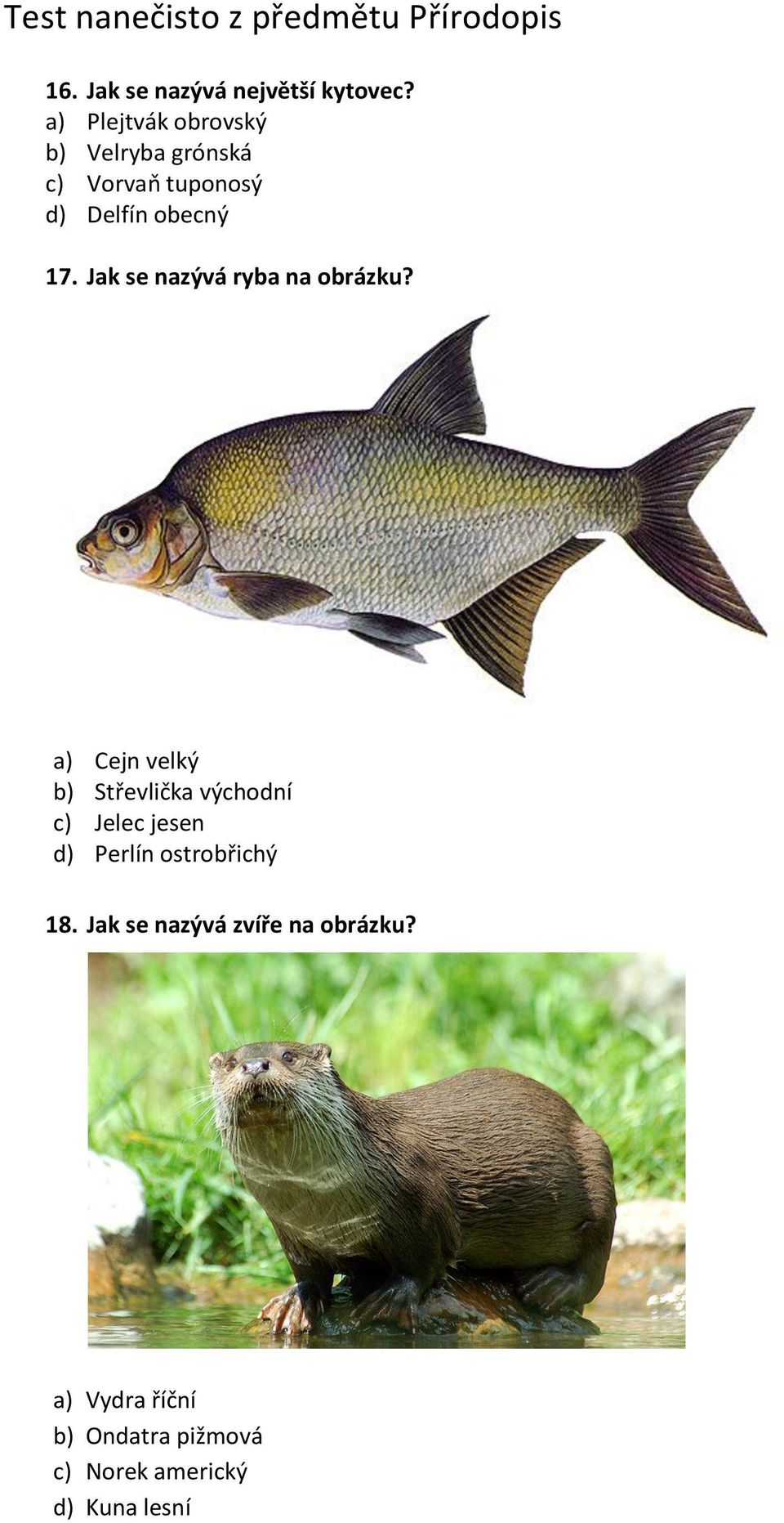 Jak se nazývá ryba na obrázku?
