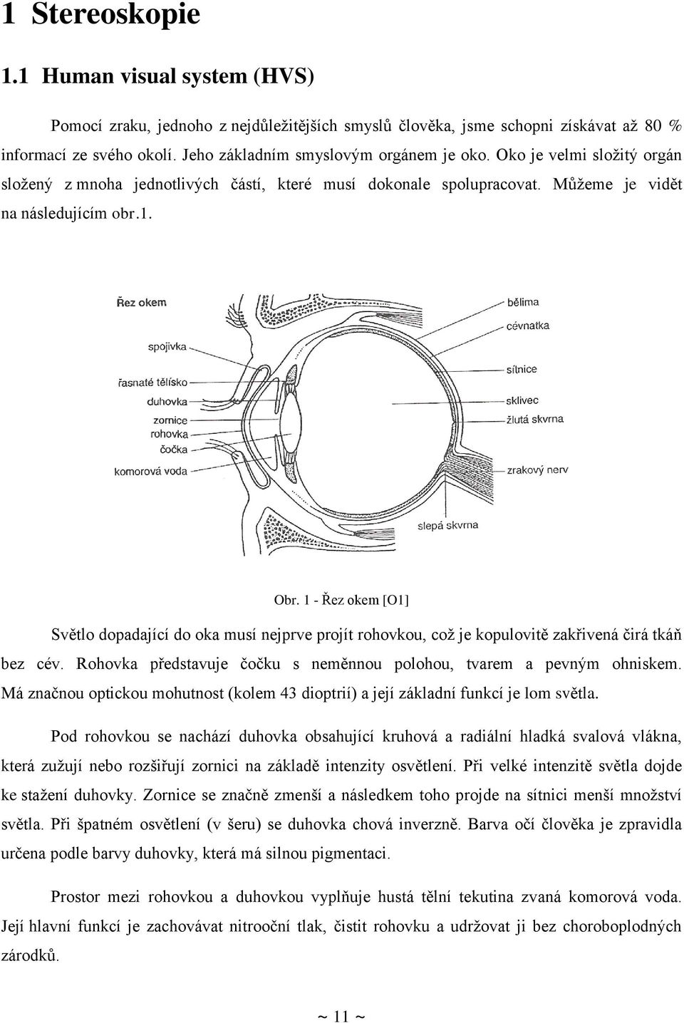 1 - Řez okem [O1] Světlo dopadající do oka musí nejprve projít rohovkou, což je kopulovitě zakřivená čirá tkáň bez cév. Rohovka představuje čočku s neměnnou polohou, tvarem a pevným ohniskem.