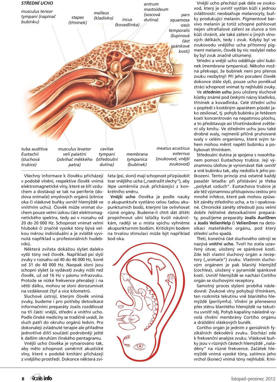 externus (zvukovod, vnější zvukovod) Všechny informace k člověku přicházejí v podobě vlnění, respektive člověk vnímá elektromagnetické vlny, které se šíří vzduchem a dostávají se tak na periferie