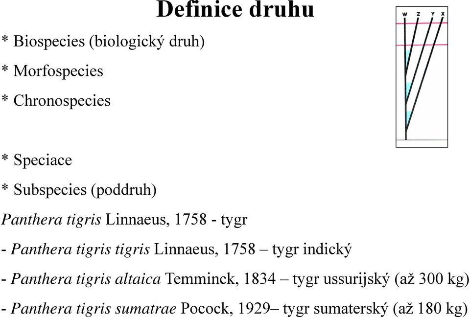 tigris tigris Linnaeus, 1758 tygr indický - Panthera tigris altaica Temminck, 1834