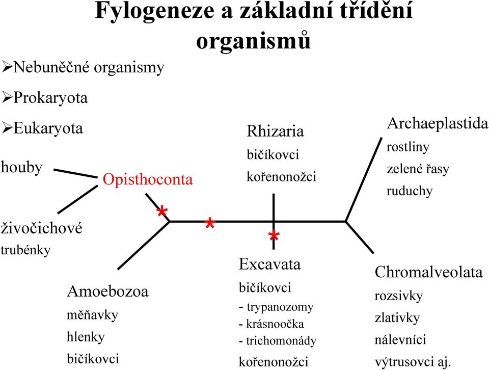 živočichové trubénky Amoebozoa měňavky hlenky bičíkovci * * * Excavata bičíkovci -