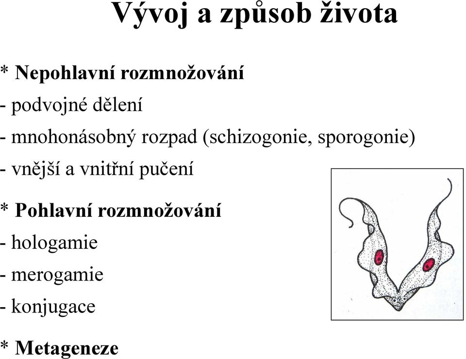 sporogonie) -vnější a vnitřní pučení * Pohlavní