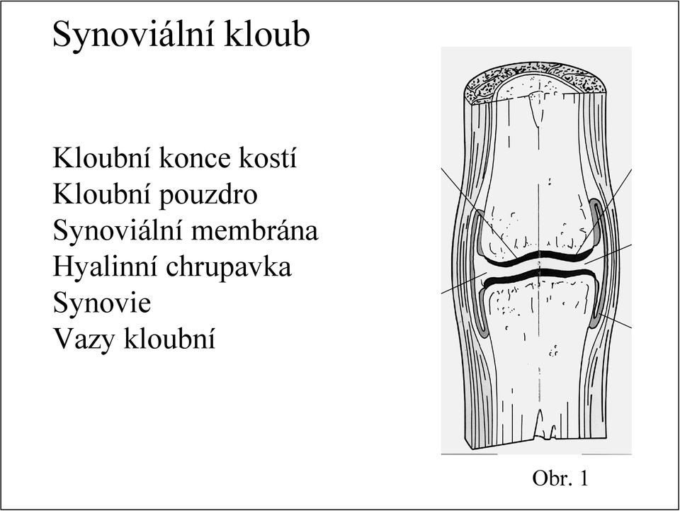 Synoviální membrána Hyalinní