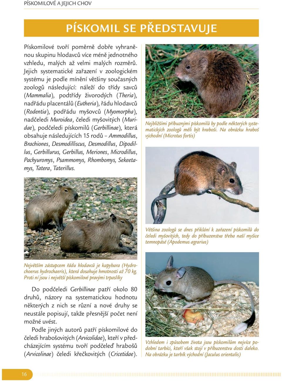 (Eutheria), řádu hlodavců (Rodentia), podřádu myšovců (Myomorpha), nadčeledi Muroidea, čeledi myšovitých (Muridae), podčeledi pískomilů (Gerbillinae), která obsahuje následujících 15 rodů Ammodillus,