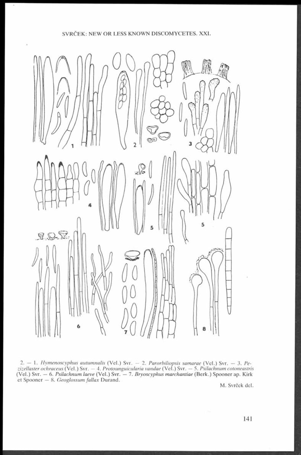 ) Svr. 2. Parorbiliopsis samarae (Vel.) Svr. 3. Pezizellaster ochraceus (Vel.) Svr. 4. Protounguicularia vandae (Vel.