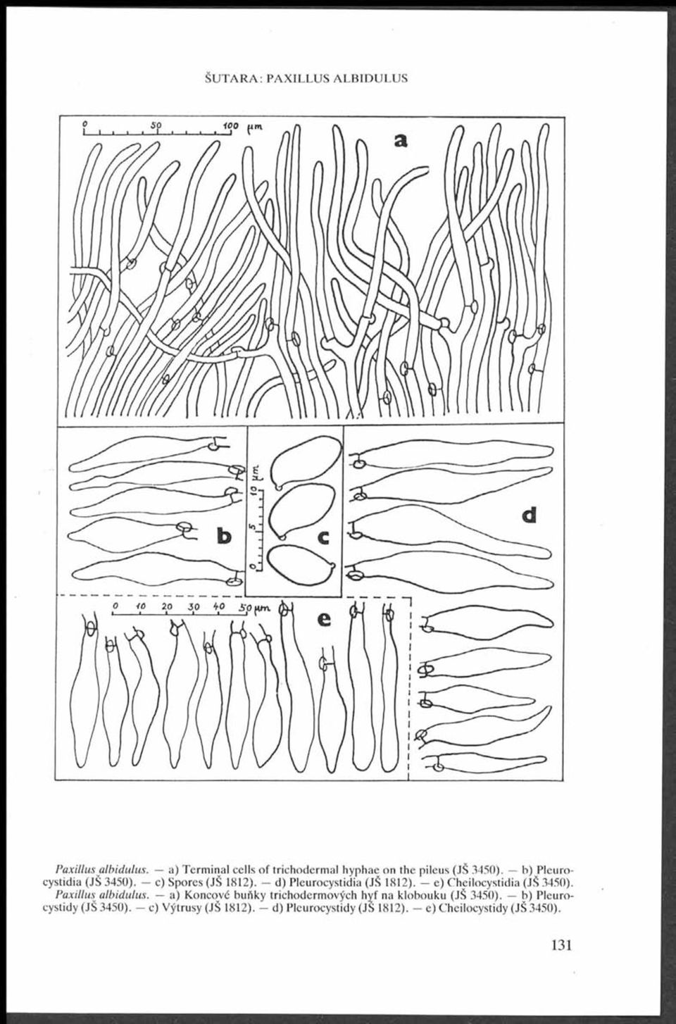 c) Spores (JŠ 1812). d) Pleurocystidia (JŠ 1812). e) Cheilocystidia (JŠ 3450). Paxillus^ albidulus.
