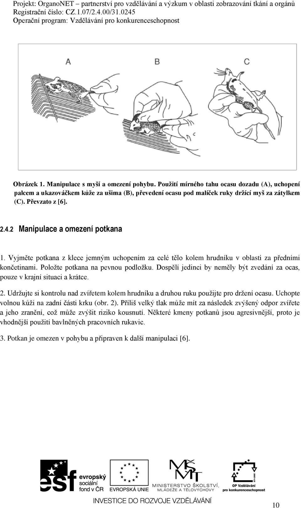 Dospělí jedinci by neměly být zvedání za ocas, pouze v krajní situaci a krátce. 2. Udržujte si kontrolu nad zvířetem kolem hrudníku a druhou ruku použijte pro držení ocasu.