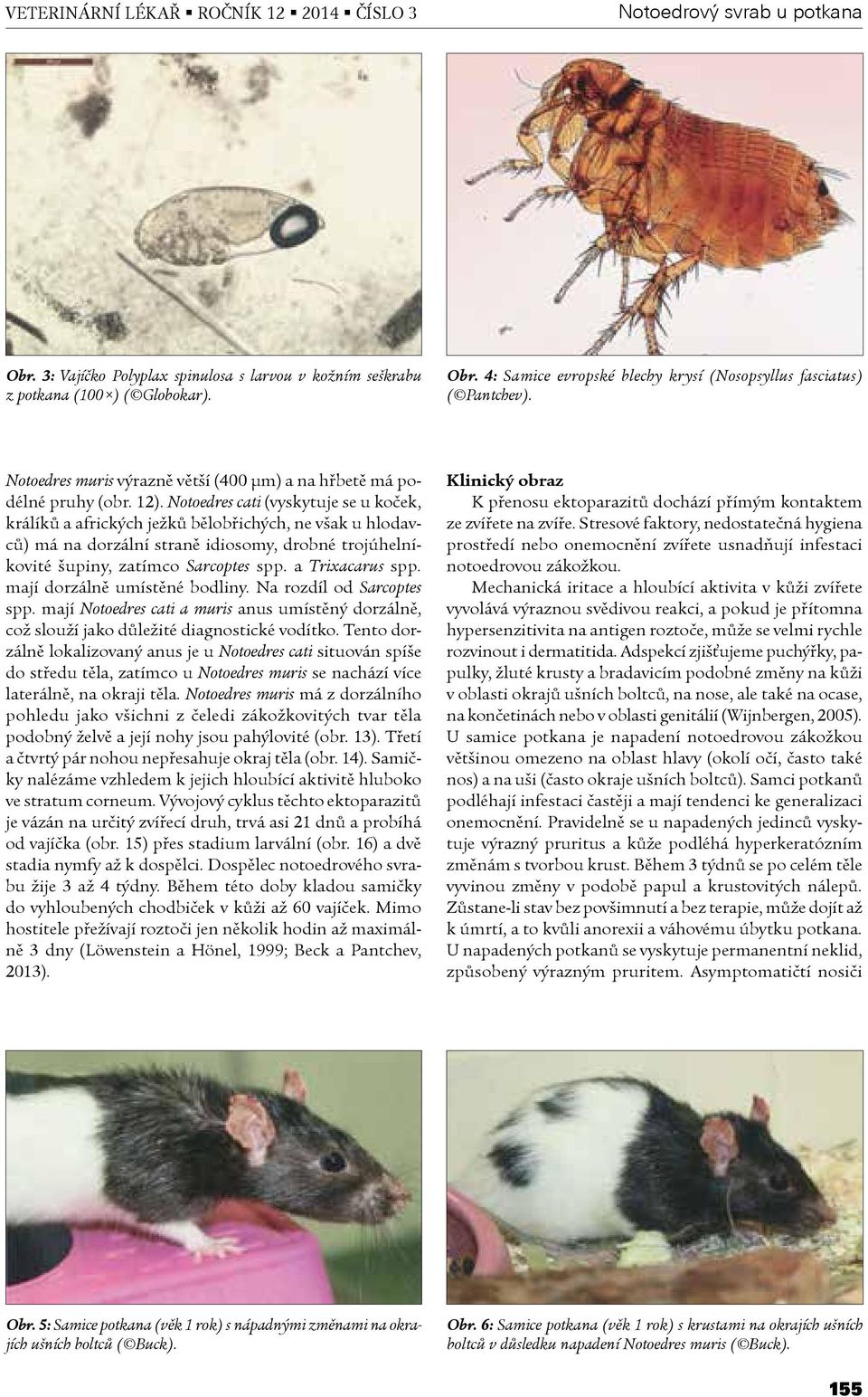 4: Samice evropské blechy krysí (Nosopsyllus fasciatus) Notoedres muris výrazně větší (400 µm) a na hřbetě má podélné pruhy (obr. 12).
