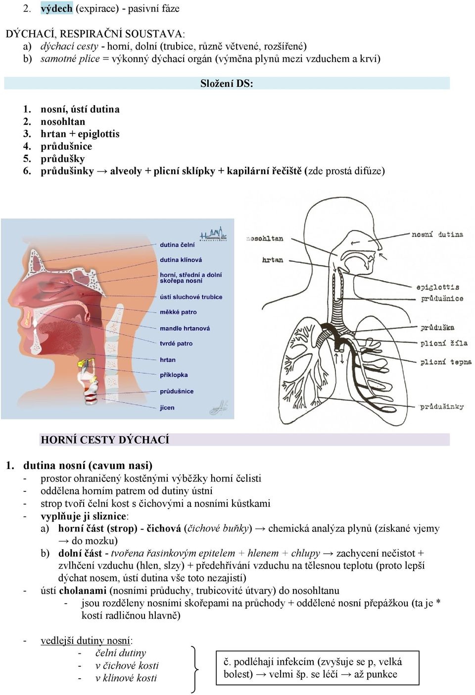 průdušinky alveoly + plicní sklípky + kapilární řečiště (zde prostá difúze) HORNÍ CESTY DÝCHACÍ 1.