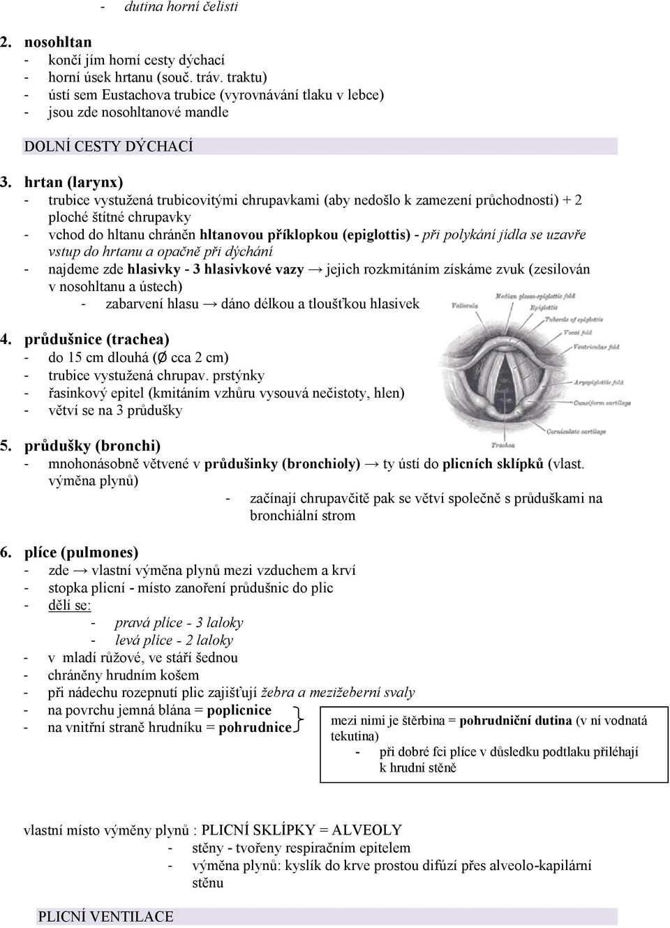 hrtan (larynx) - trubice vystužená trubicovitými chrupavkami (aby nedošlo k zamezení průchodnosti) + 2 ploché štítné chrupavky - vchod do hltanu chráněn hltanovou příklopkou (epiglottis) - při