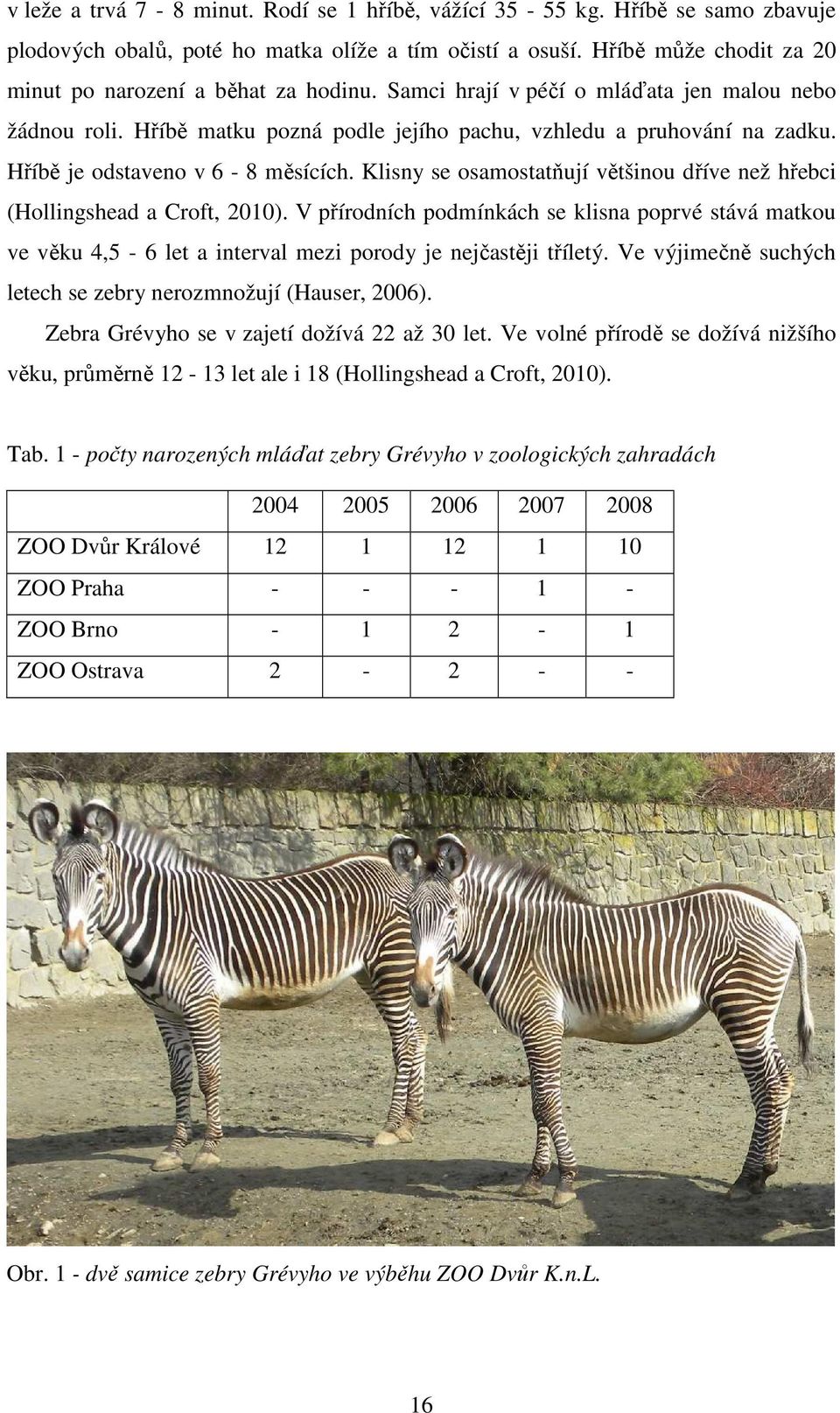 Klisny se osamostatňují většinou dříve než hřebci (Hollingshead a Croft, 2010). V přírodních podmínkách se klisna poprvé stává matkou ve věku 4,5-6 let a interval mezi porody je nejčastěji tříletý.