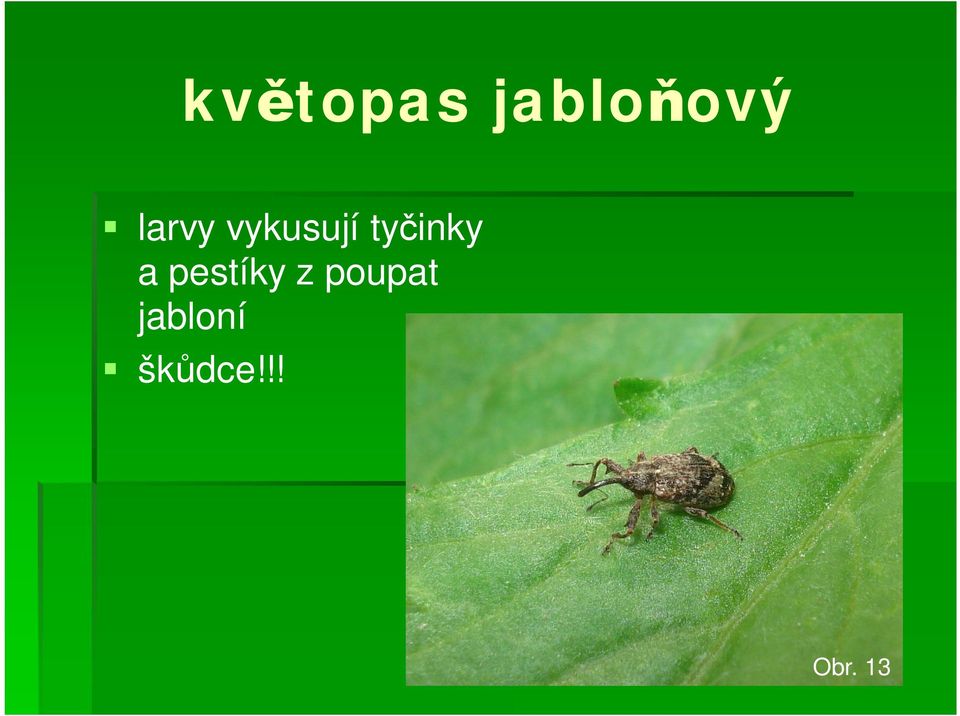 inky a pestíky z