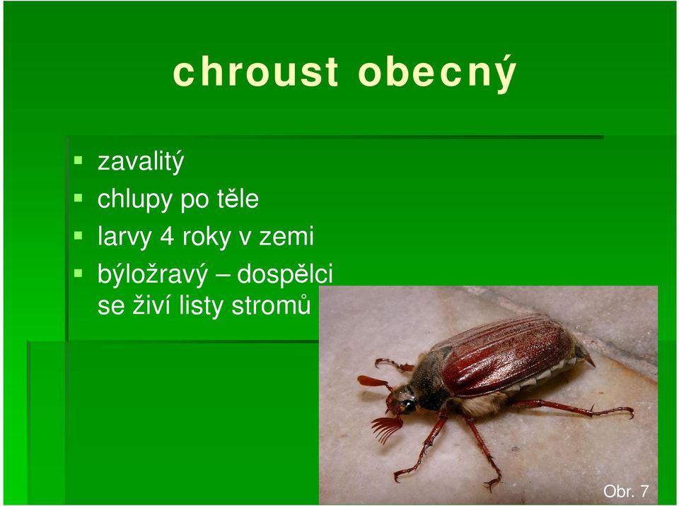 roky v zemi býložravý