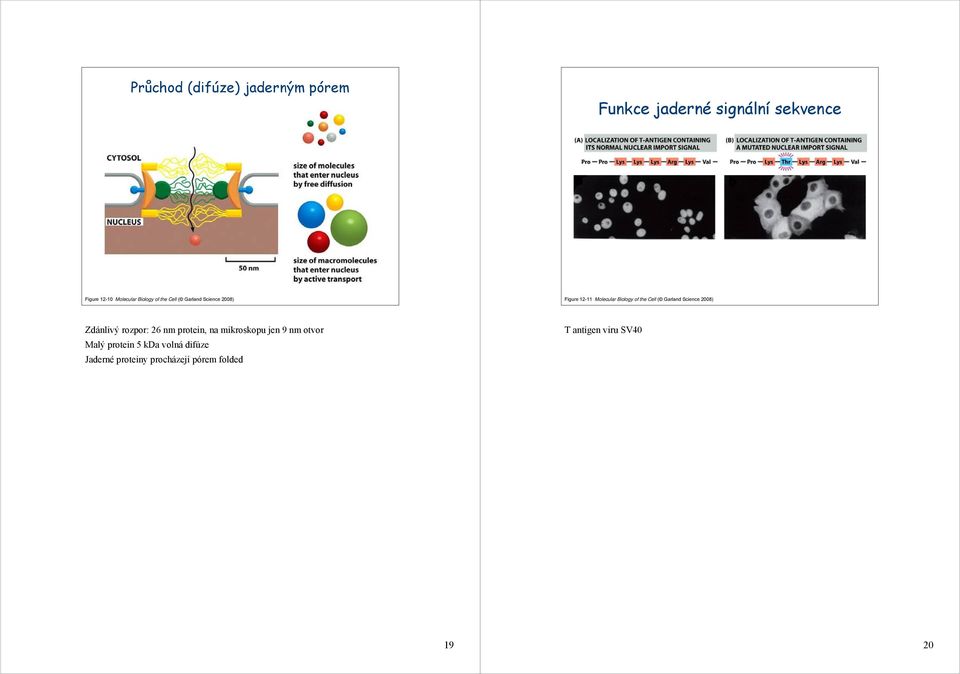 Garland Science 2008) Zdánlivý rozpor: 26 nm protein, na mikroskopu jen 9 nm otvor Malý