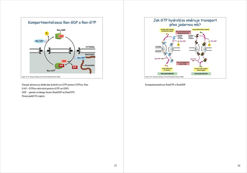 ( Garland Science 2008) Energie přenosu je dodávána hydrolýzou GTP pomocí GTPázy Ran GAP - GTPáza aktivační