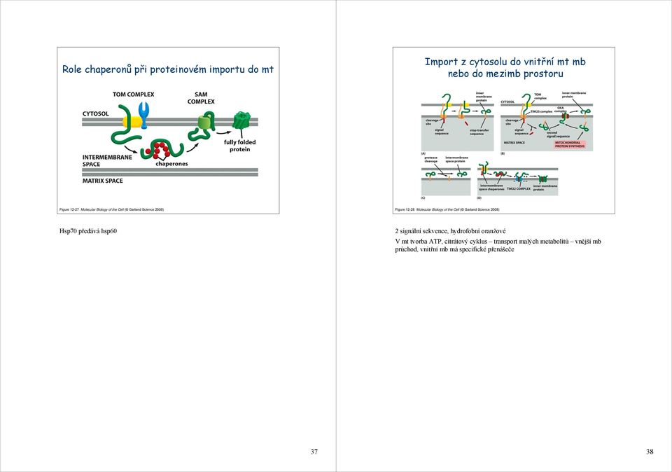 Cell ( Garland Science 2008) Hsp70 předává hsp60 2 signální sekvence, hydrofobní oranžové V mt tvorba