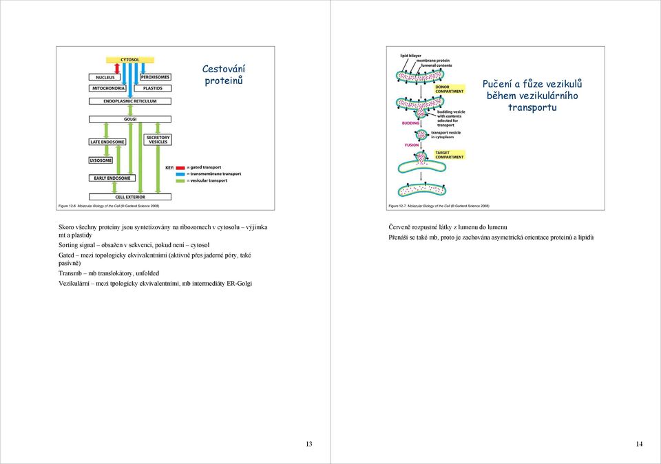 sekvenci, pokud není cytosol Gated mezi topologicky ekvivalentními (aktivně přes jaderné póry, také pasívně) Transmb mb translokátory, unfolded Vezikulární mezi