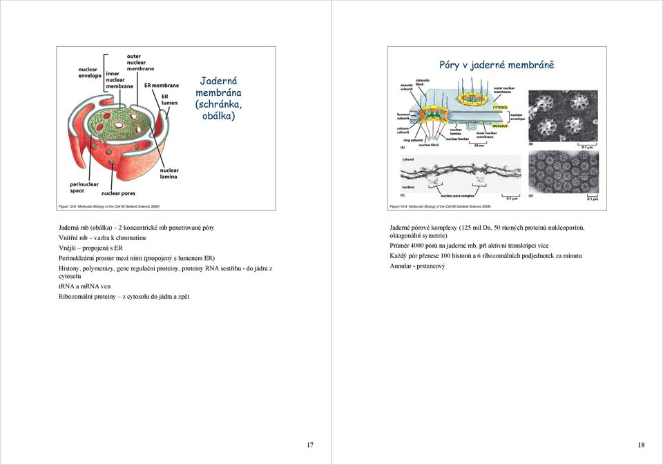 polymerázy, gene regulační proteiny, proteiny RNA sestřihu - do jádra z cytosolu trna a mrna ven Ribozomální proteiny z cytosolu do jádra a zpět Jaderné pórové komplexy (125 mil Da, 50