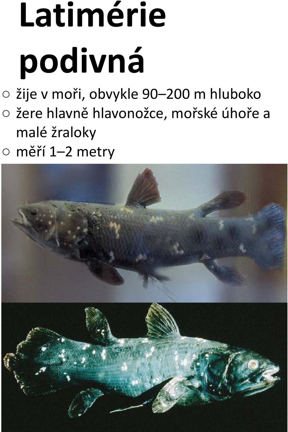 hlavně hlavonožce, mořské