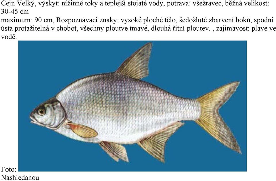 tělo, šedožluté zbarvení boků, spodní ústa protažitelná v chobot, všechny