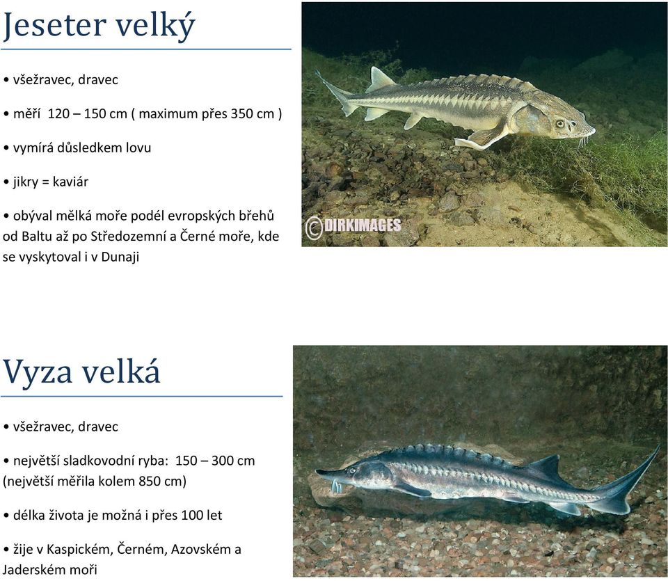 vyskytoval i v Dunaji Vyza velká všežravec, dravec největší sladkovodní ryba: 150 300 cm (největší