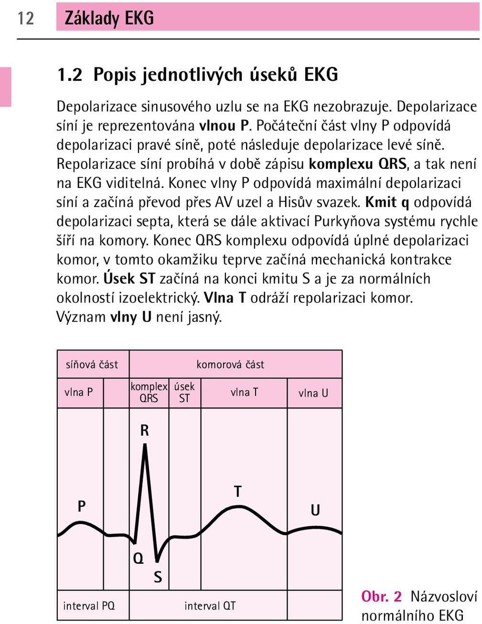 Konec vlny P odpovídá maximální depolarizaci síní a začíná převod přes AV uzel a Hisův svazek. Kmit q odpovídá depolarizaci septa, která se dále aktivací Purkyňova systému rychle šíří na komory.