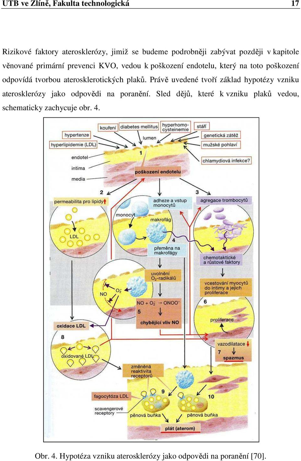 aterosklerotických plaků. Právě uvedené tvoří základ hypotézy vzniku aterosklerózy jako odpovědi na poranění.