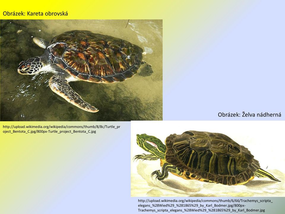 jpg/800px-turtle_project_bentota_c.jpg http://upload.wikimedia.