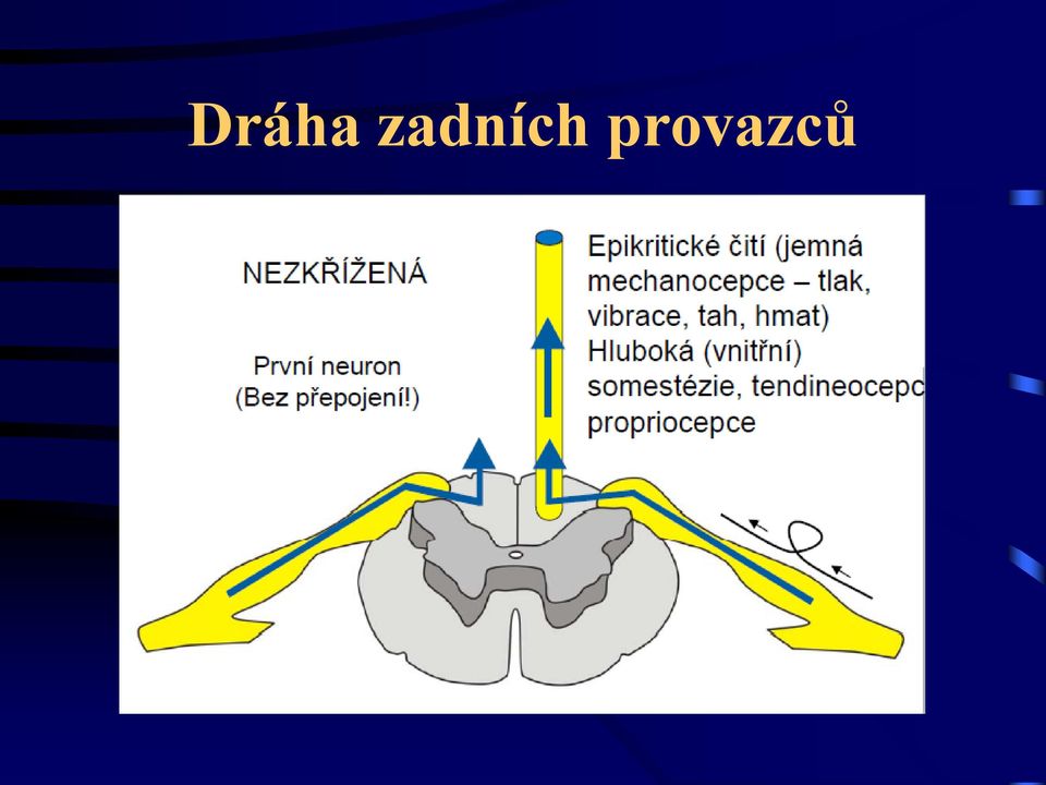 provazců