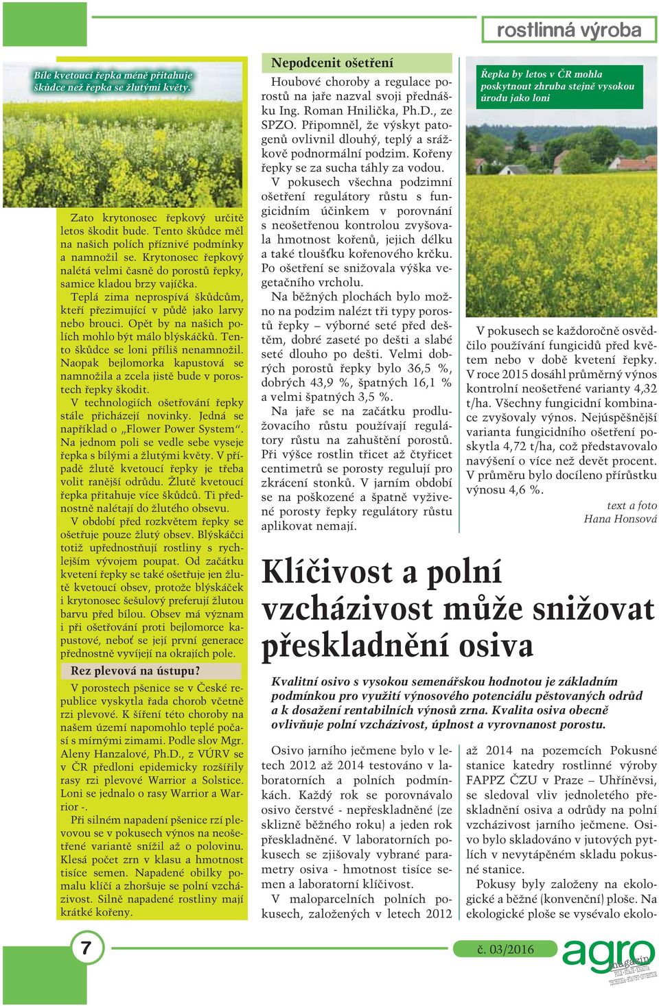 Opět by na našich polích mohlo být málo blýskáčků. Tento škůdce se loni příliš nenamnožil. Naopak bejlomorka kapustová se namnožila a zcela jistě bude v porostech řepky škodit.