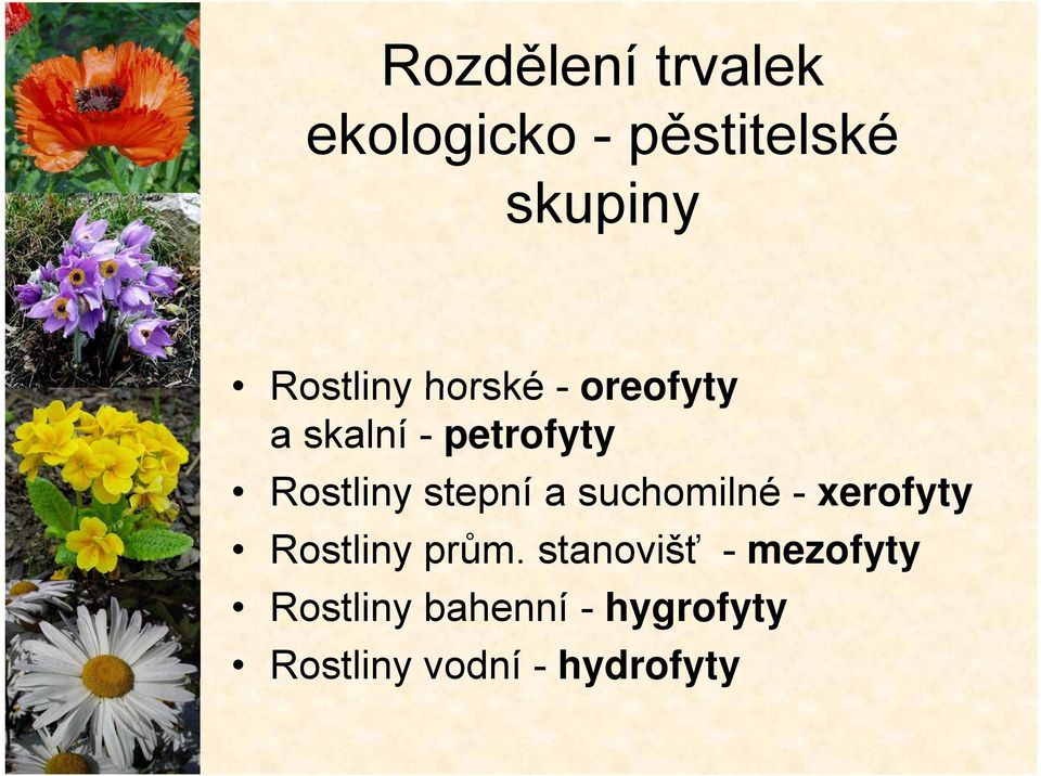 stepní a suchomilné - xerofyty Rostliny prům.