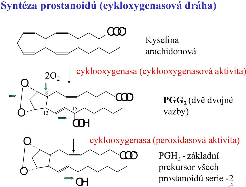 aktivita) OOH OH COO - COO - PGG 2 (dvě dvojné vazby) cyklooxygenasa