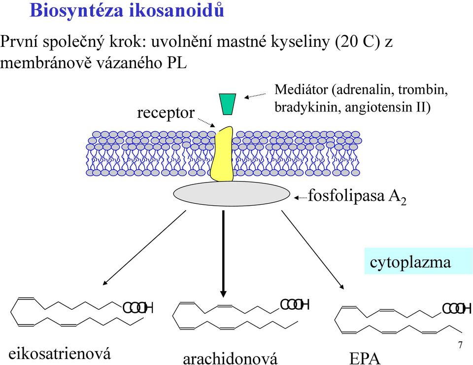 (adrenalin, trombin, bradykinin, angiotensin II) fosfolipasa