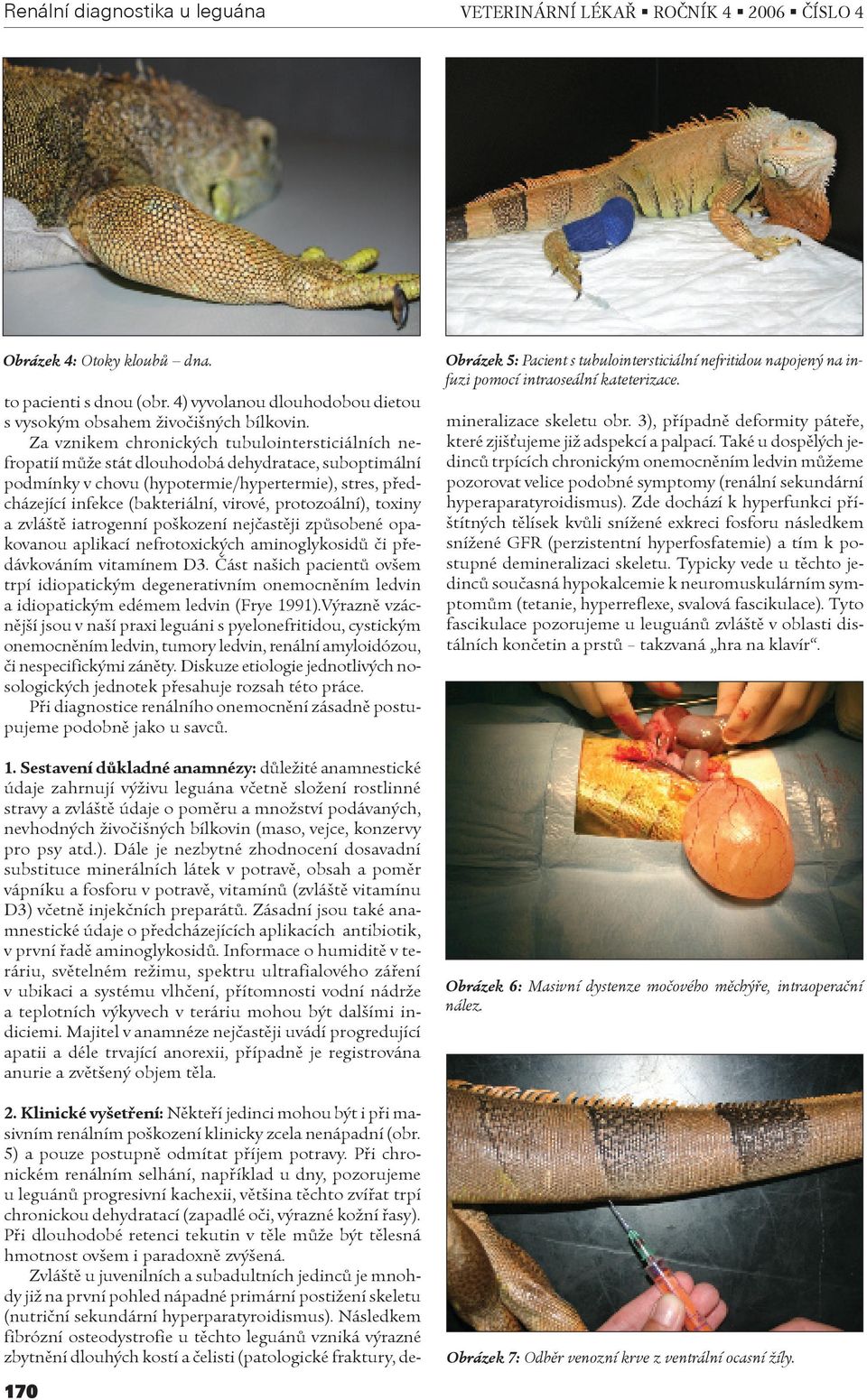 protozoální), toxiny a zvláštì iatrogenní poškození nejèastìji zpùsobené opakovanou aplikací nefrotoxických aminoglykosidù èi pøedávkováním vitamínem D3.