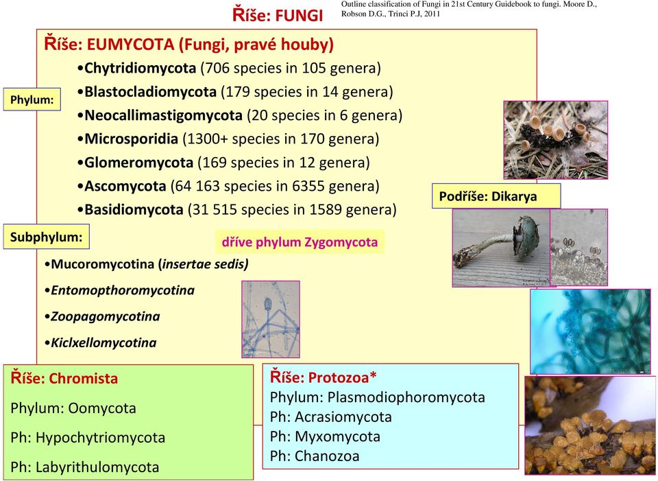 Microsporidia(1300+ species in 170 genera) Glomeromycota(169 species in 12 genera) Ascomycota(64 163 species in 6355 genera) Basidiomycota(31 515 species in 1589 genera) Podříše: Dikarya
