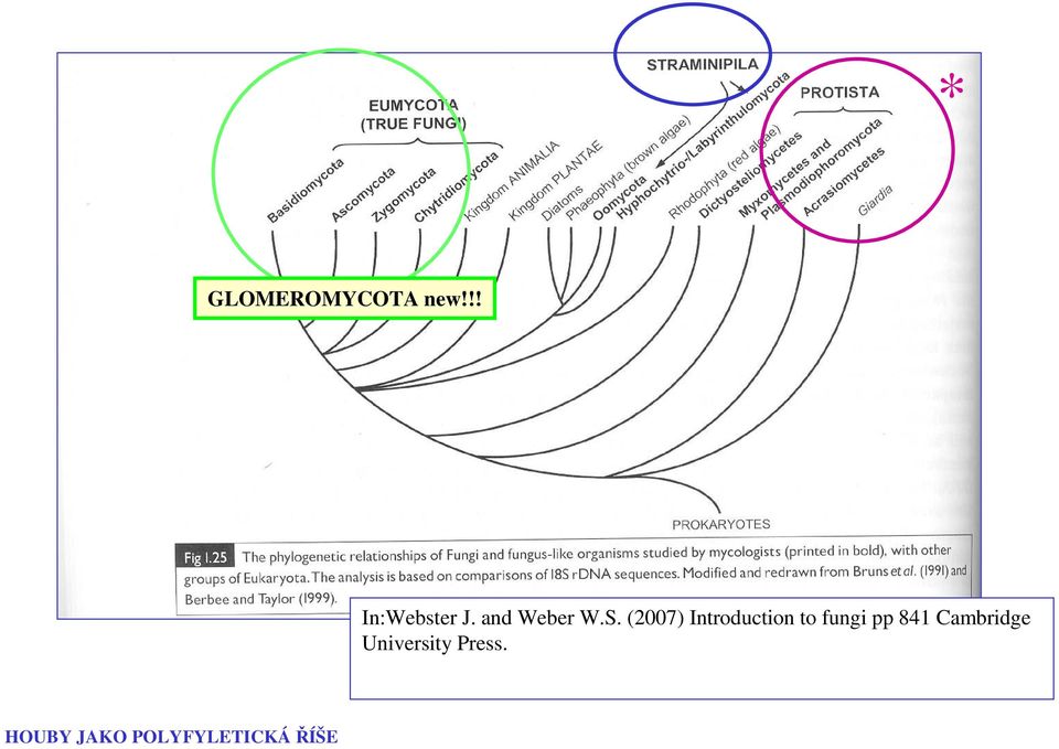 (2007) Introduction to fungi pp 841