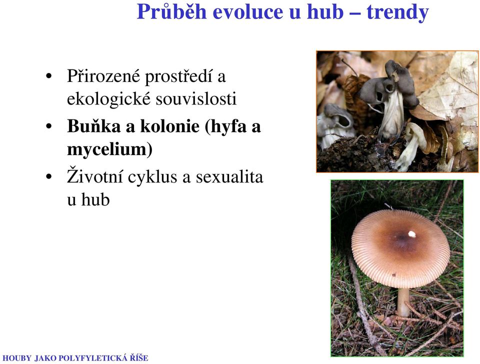 kolonie (hyfa a mycelium) Životní cyklus a